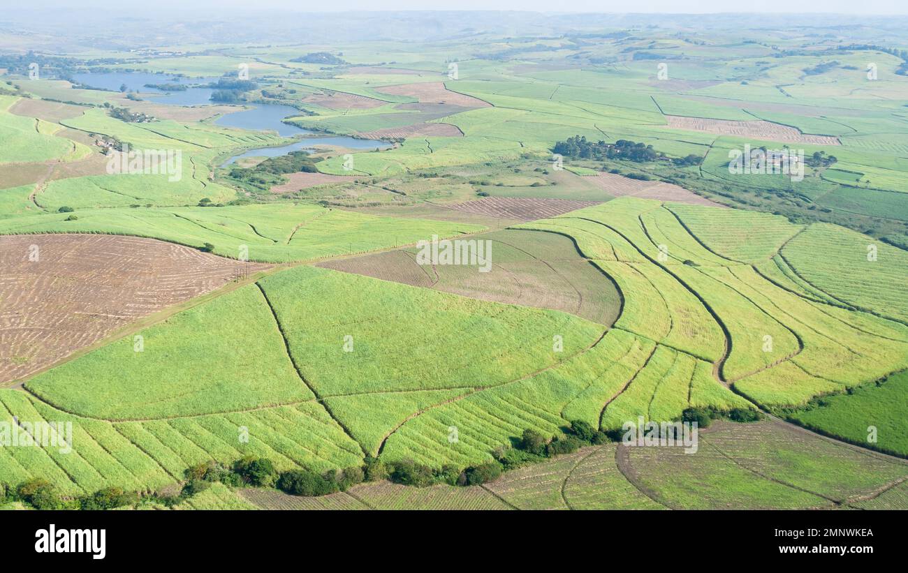 Fliegender Blick auf Zuckerrohrernte, Ackerfelder mit weit entfernten Dämmen für Wassersprenger über der Ackerlandschaft. Stockfoto