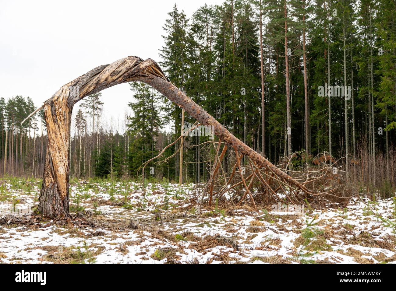 Winterlandschaft mit einer einsamen Kiefer mitten auf einer Lichtung, einem gebrochenen Baum, einem Baumstamm Stockfoto