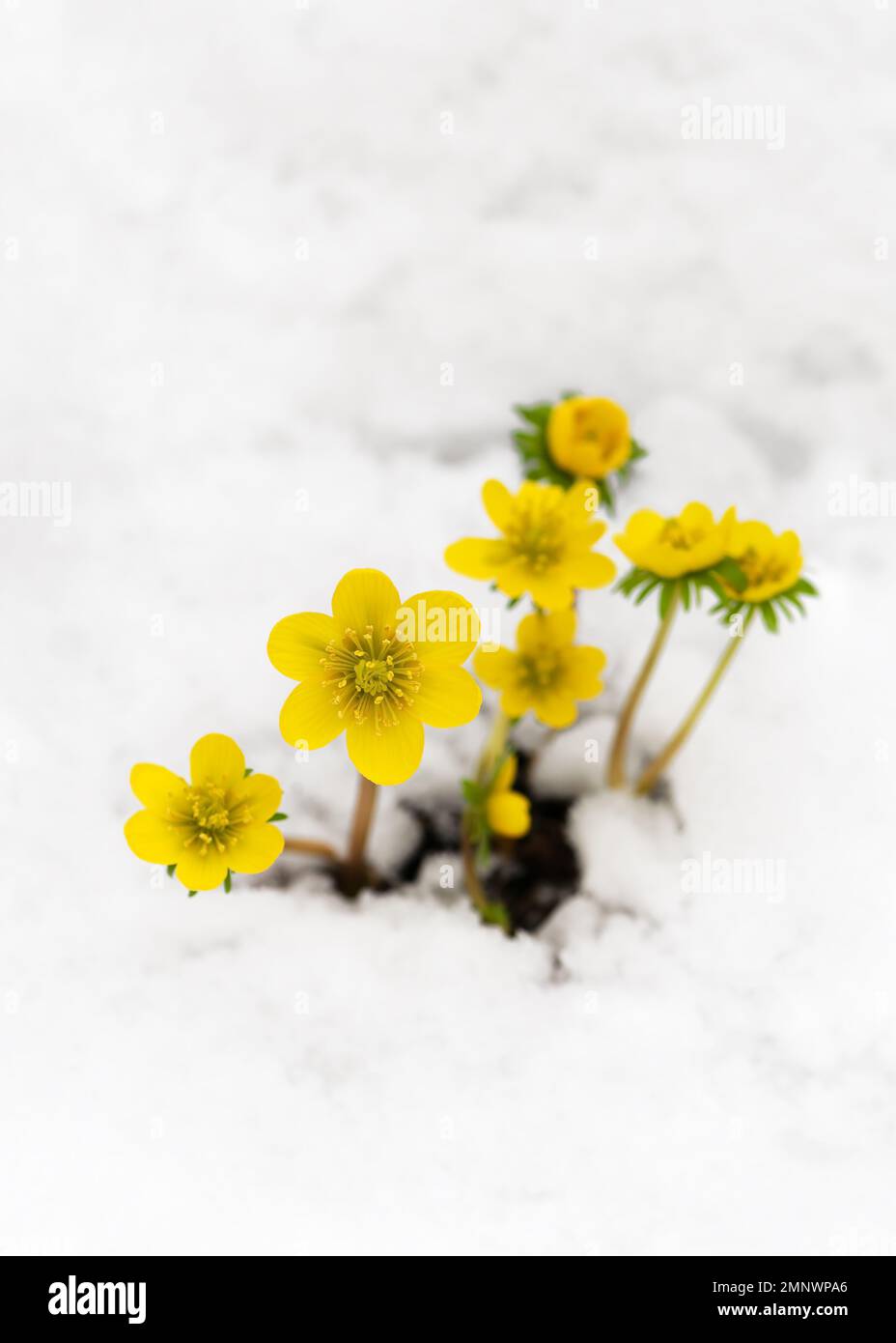 Wunderschöne gelbe Winterwildblumen aus Aconit im Winter im garten mit Schnee. (Eranthis hyemalis) Weichzeichnerfokus. Speicherplatz kopieren. Stockfoto