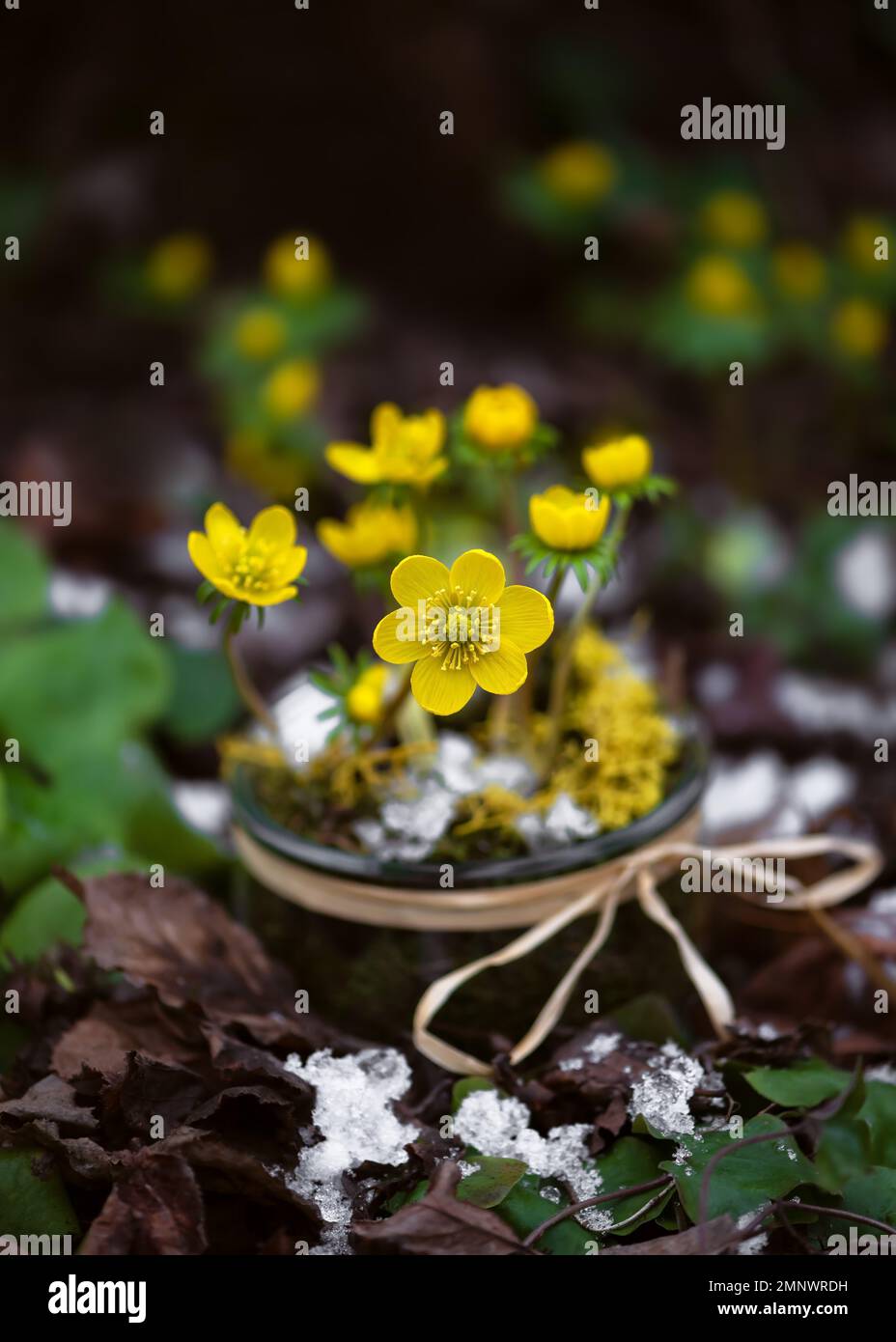 Wunderschöne gelbe Winteraconitblüten in einem Glasglas im Wintergarten. Hausdekoration oder ein kleines Geschenk. Selektiver Weichzeichner. (Eranthis hyemalis) Stockfoto