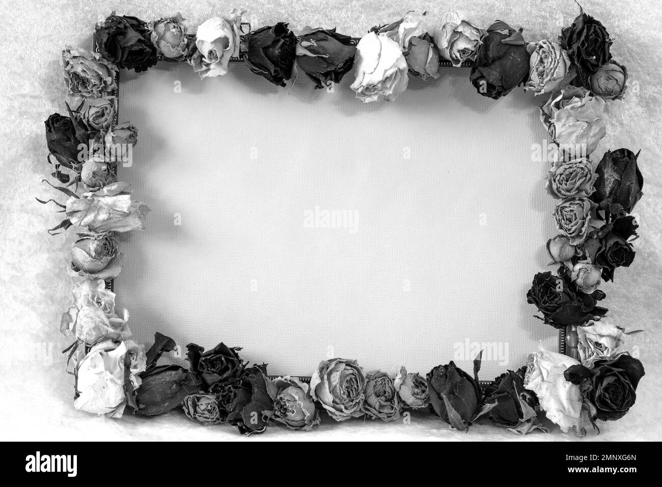 Schwarz-Weiß Stille Leben mit Rosenrahmen, Platz für Text, verschwommener Hintergrund, Urlaubskonzept, alles gute zum valentinstag Stockfoto