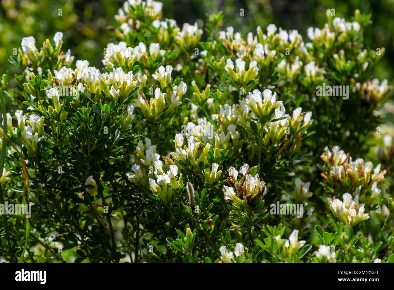 Im Frühling blüht Chamaecytisus ruthenicus in freier Wildbahn. Stockfoto