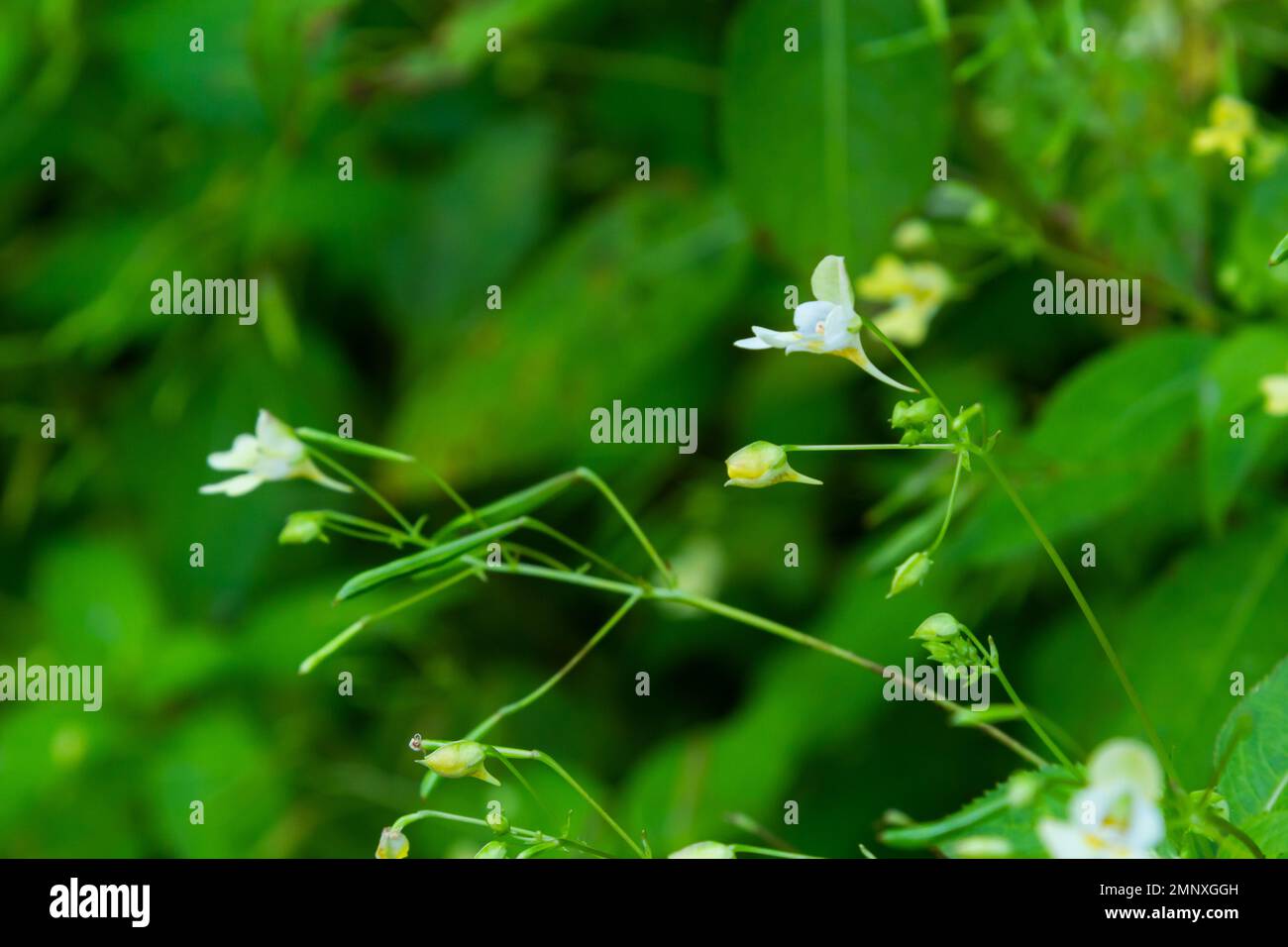Impatiens parviflora, kleines Balsam, eine Pflanze, die Schatten mag. Stockfoto