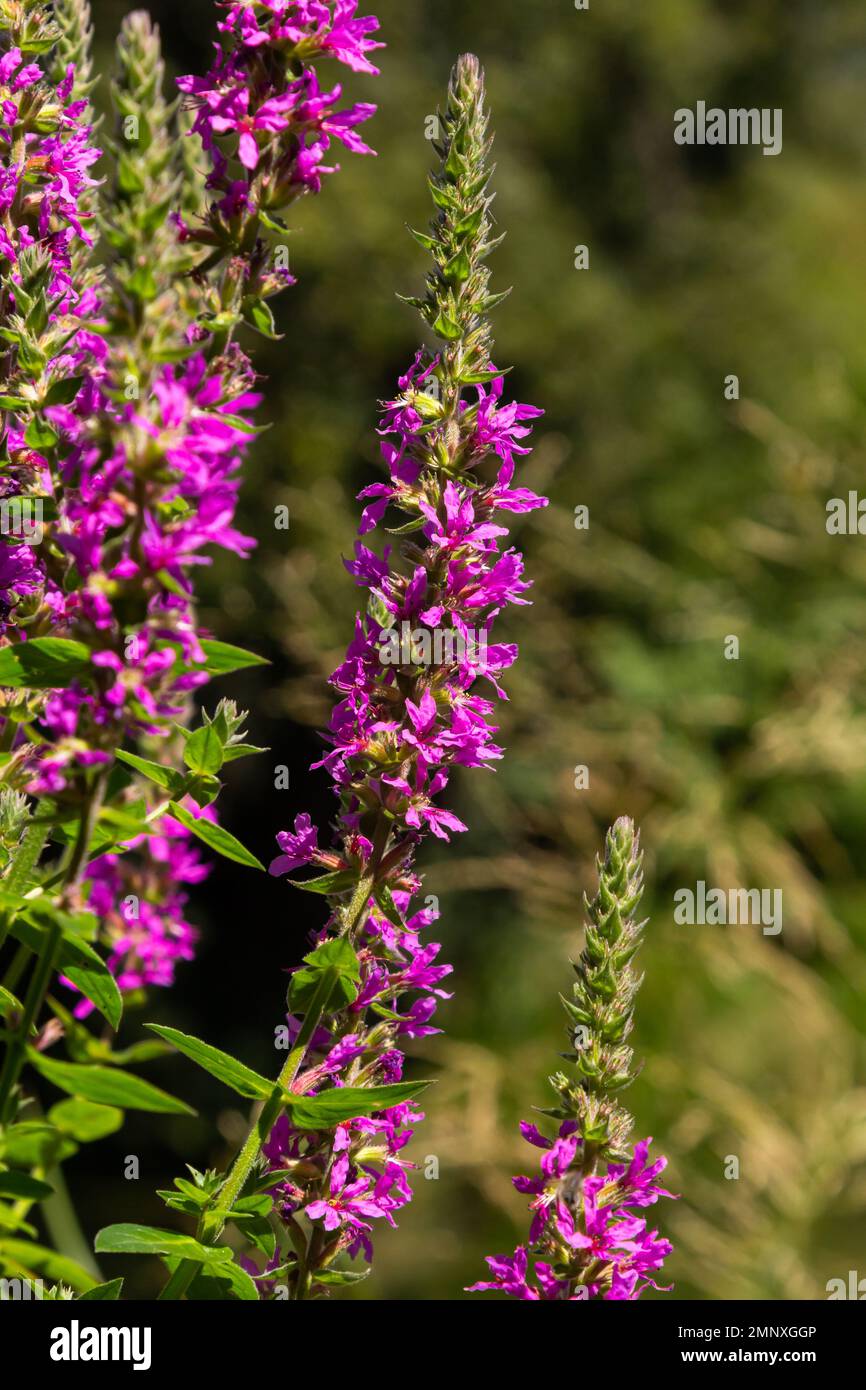 Rosafarbene Blüten von blühenden lila Loosestrife Lythrum salicaria an der Küste. Stockfoto