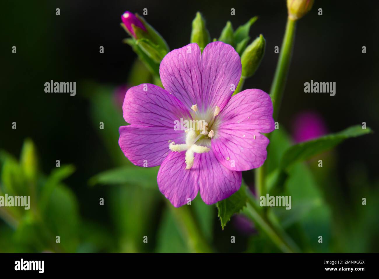 Eine Nahaufnahme eines blühenden Großen Weidewuchses, Epilobium hirsutum an einem späten Sommerabend in estnischer Natur. Stockfoto