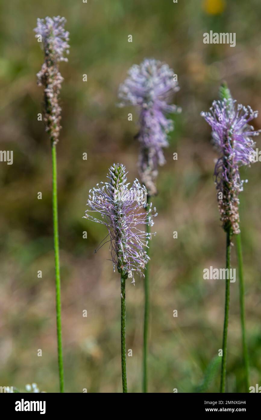 Hoary Plantain - Plantago Media Offene und geschlossene Blumenspitzen. Stockfoto