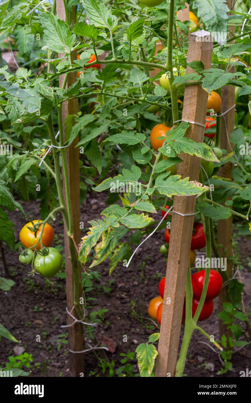Reife rote und grüne Tomaten, die im Garten am Tomatenbaum hängen. Stockfoto