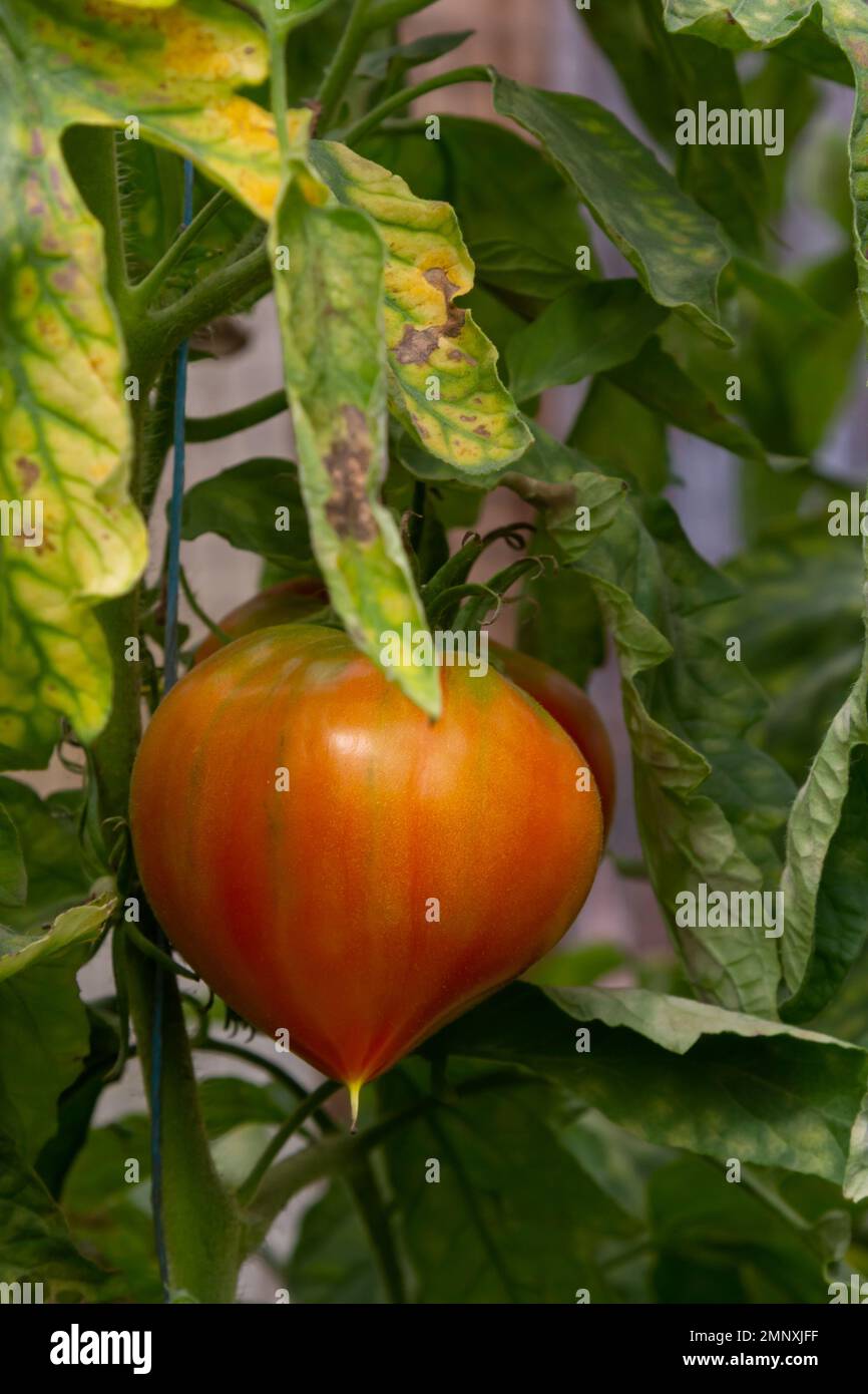 Reife rote und grüne Tomaten, die im Garten am Tomatenbaum hängen. Stockfoto