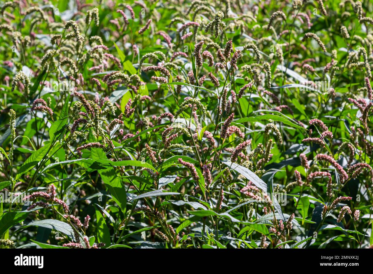 Persicaria longiseta ist eine Art Blütenpflanze in der Knotweed-Familie, bekannt unter den gebräuchlichen Namen Oriental Lady's Thumb, Bristly Lady's Thumb, Asi Stockfoto