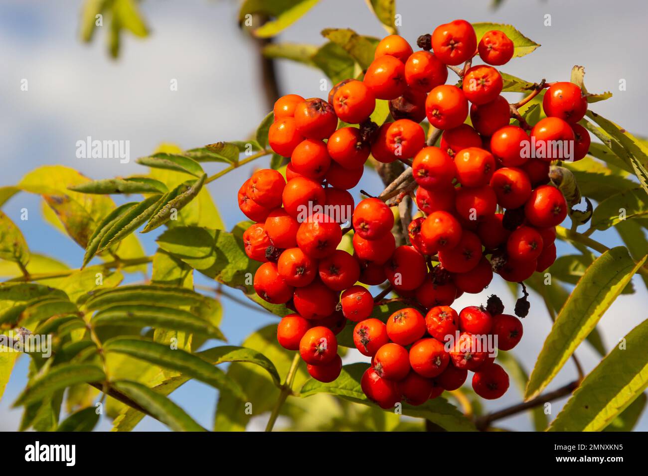 Rowan auf einem Ast. Roter Schwan. Rowan-Beeren auf Rowan-Baum. Sorbus aucuparia. Stockfoto