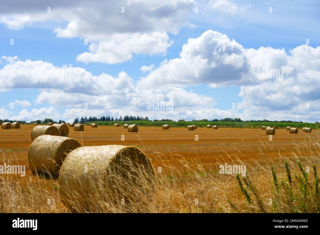 Felder in der Nähe von Bad Wünnenberg. Querformat mit breiter Sicht und runden Strohballen nach der Ernte. Natur im Herbst. Stockfoto