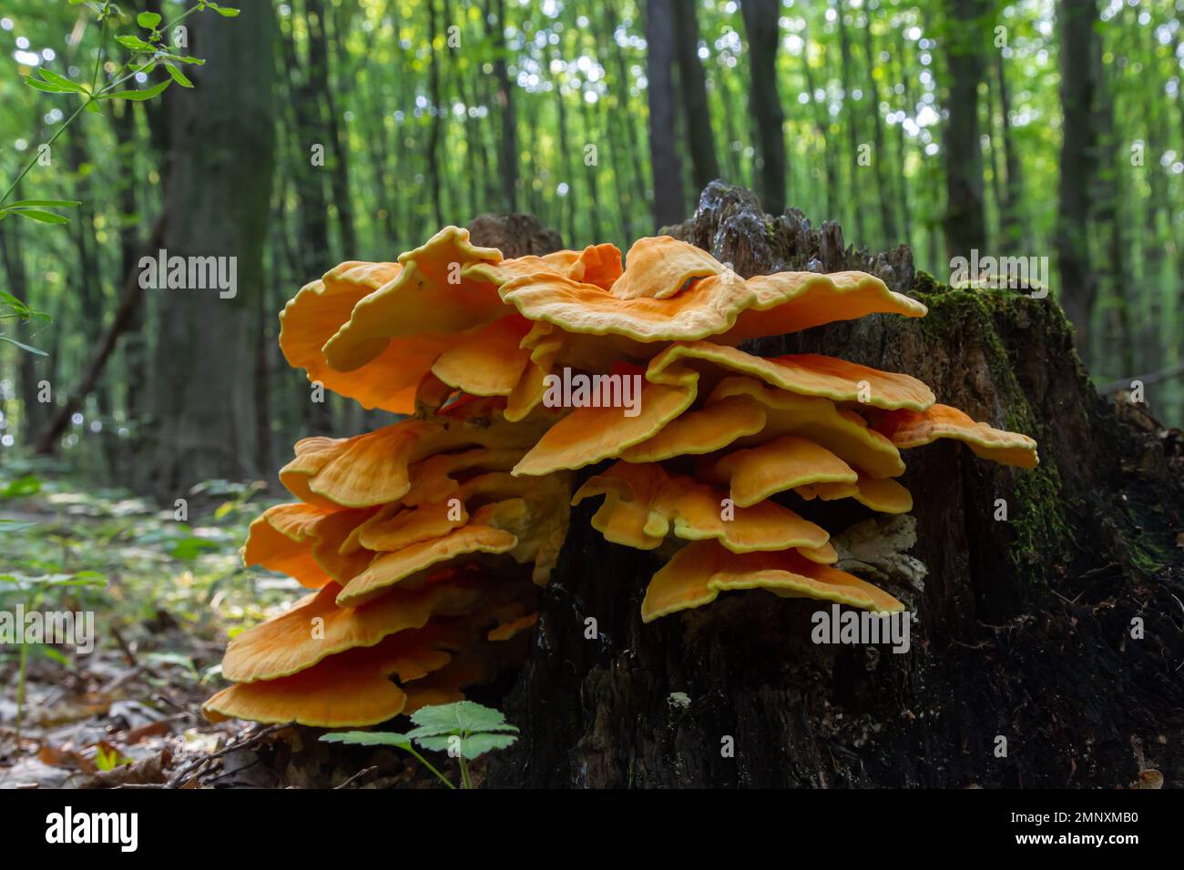 Der schwefelgelbe Tinder Latin Laetiporus sulureus ist ein Pilz, der auf einem Baum wächst, einem gelblichen Pilz. Stockfoto