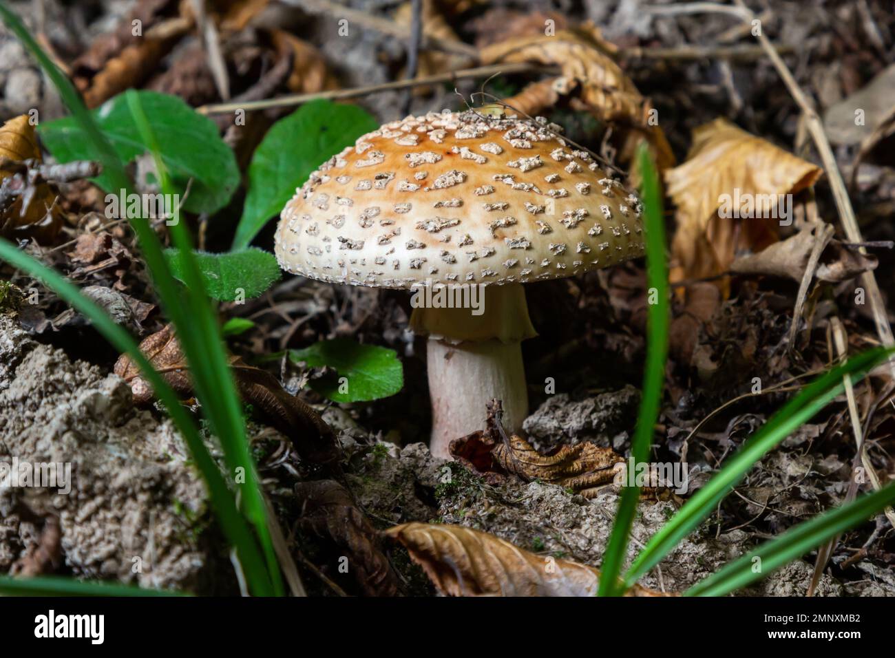 Dieser Pilz ist eine Amanita rubescens und wächst im Wald. Stockfoto