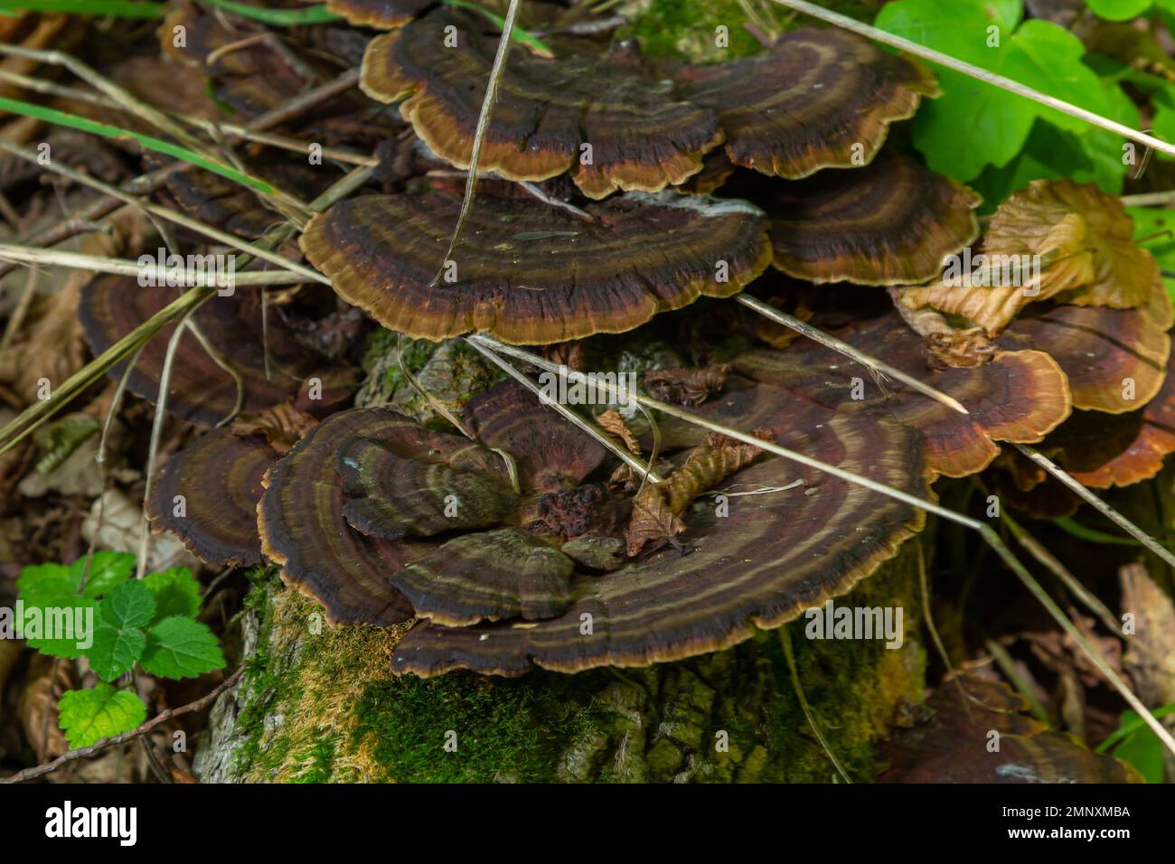 Pilze namens Daedaleopsis, die im Wald auf Sallow-Holz wachsen. Stockfoto