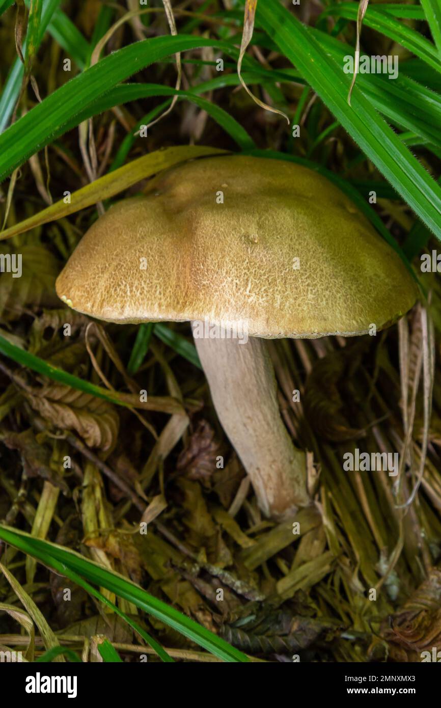 Schöne Boletus edulis Pilz Banner in erstaunlichen grünen Moos. Alte magische Wald Pilze Hintergrund. Weißer Pilz an sonnigen Tagen. Stockfoto