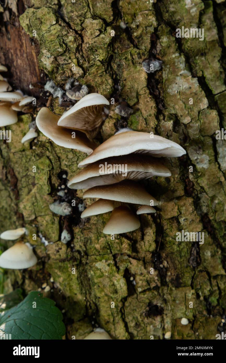 Der Pale Oyster Pleurotus pulmonarius ist ein essbarer Pilz, gestapeltes Makrofoto. Stockfoto