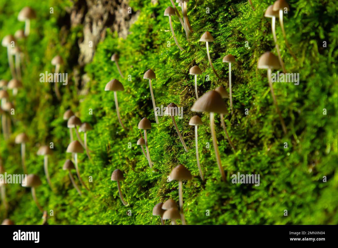 Pilze Mycena galopus wächst auf grünem Moos im Wald. Stockfoto