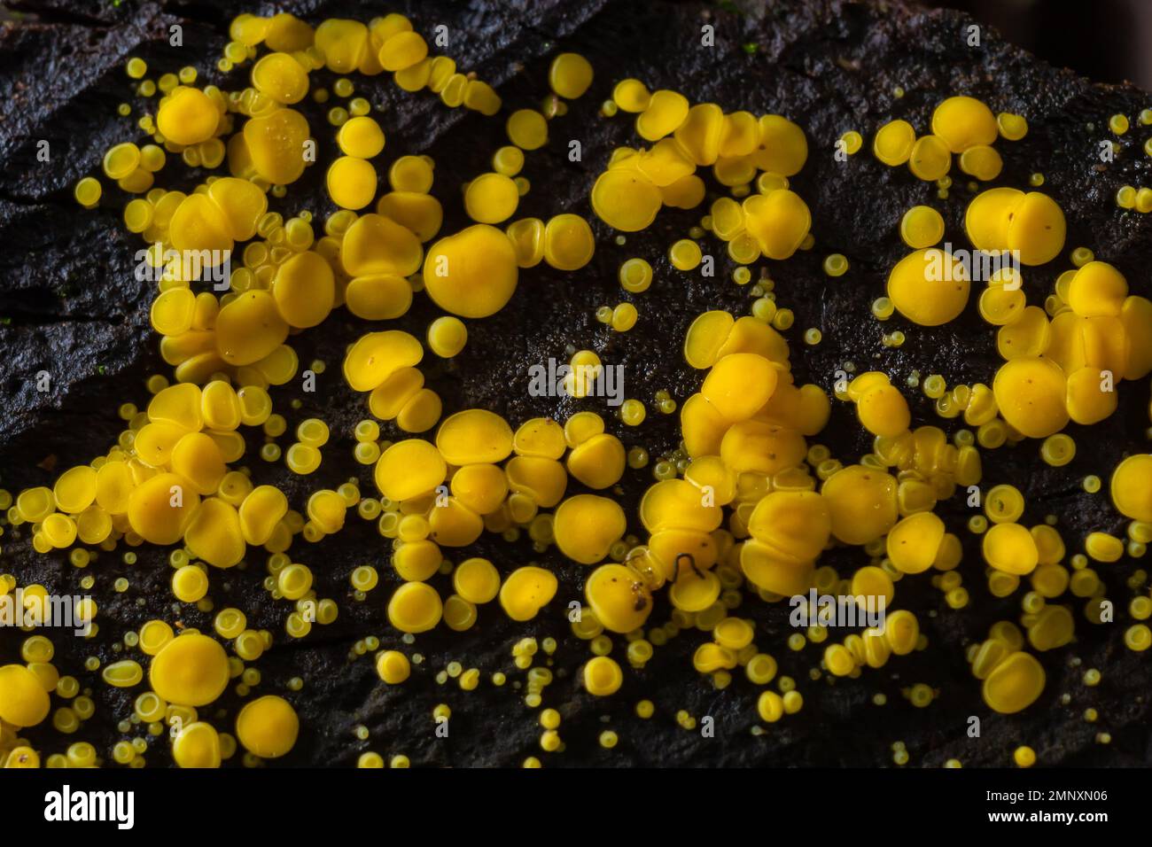 Sehr kleine pilzgelbe Feenbecher oder Zitronendiscos, Bisporella citrina, auf alter nasser Holzmakrostruktur, selektiver Fokus, flacher Freiheitsgrad. Stockfoto