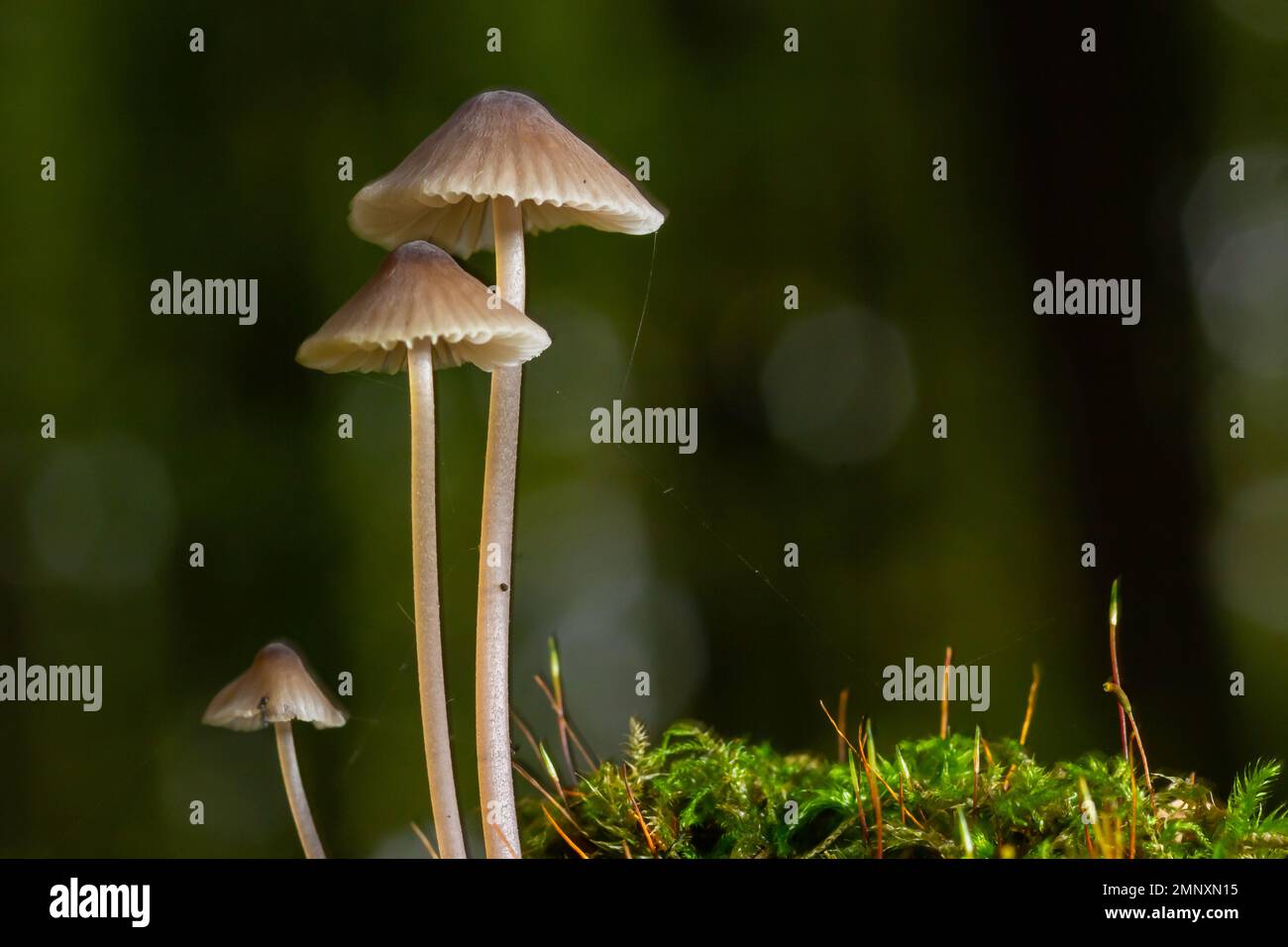 Pilze Mycena galopus wächst auf grünem Moos im Wald. Stockfoto