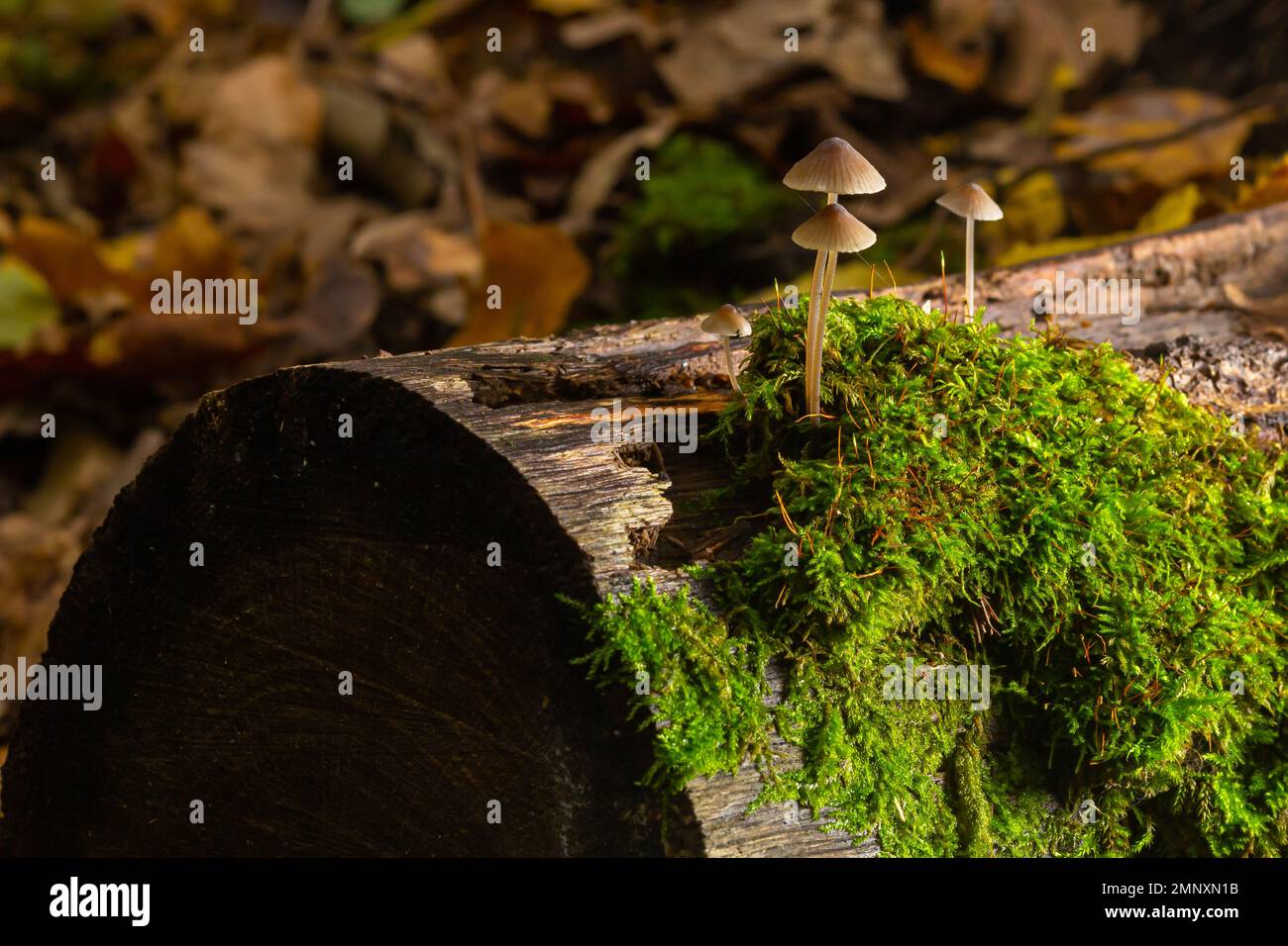 Weiße Pilze im Wald, Mycena Piringa Pilze. Stockfoto
