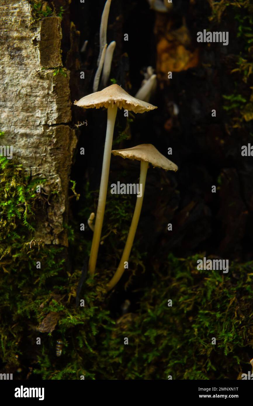 Pilze Mycena galopus wächst auf grünem Moos im Wald. Stockfoto