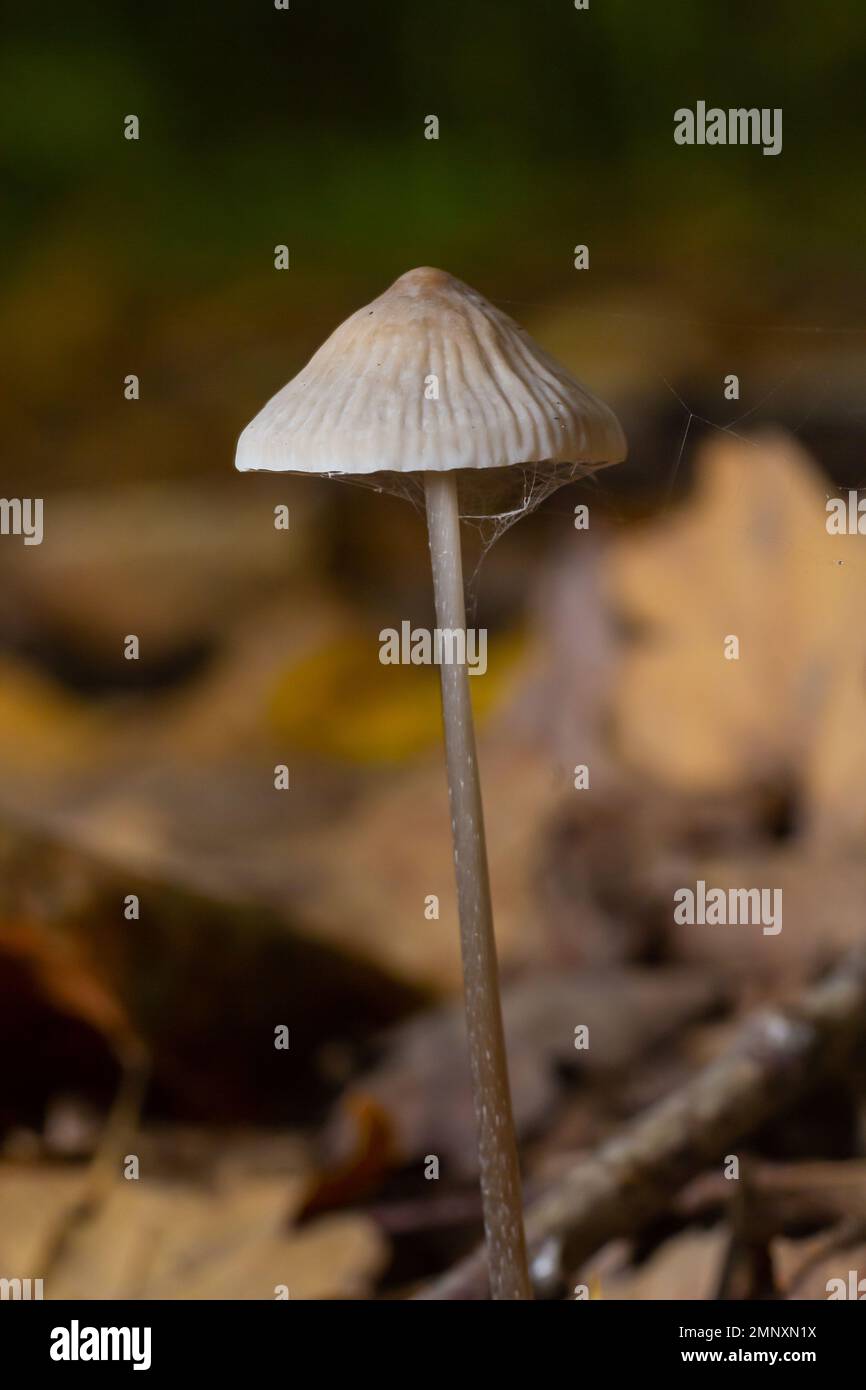 Pilze Mycena galopus wächst auf grünem Moos im Wald. Stockfoto