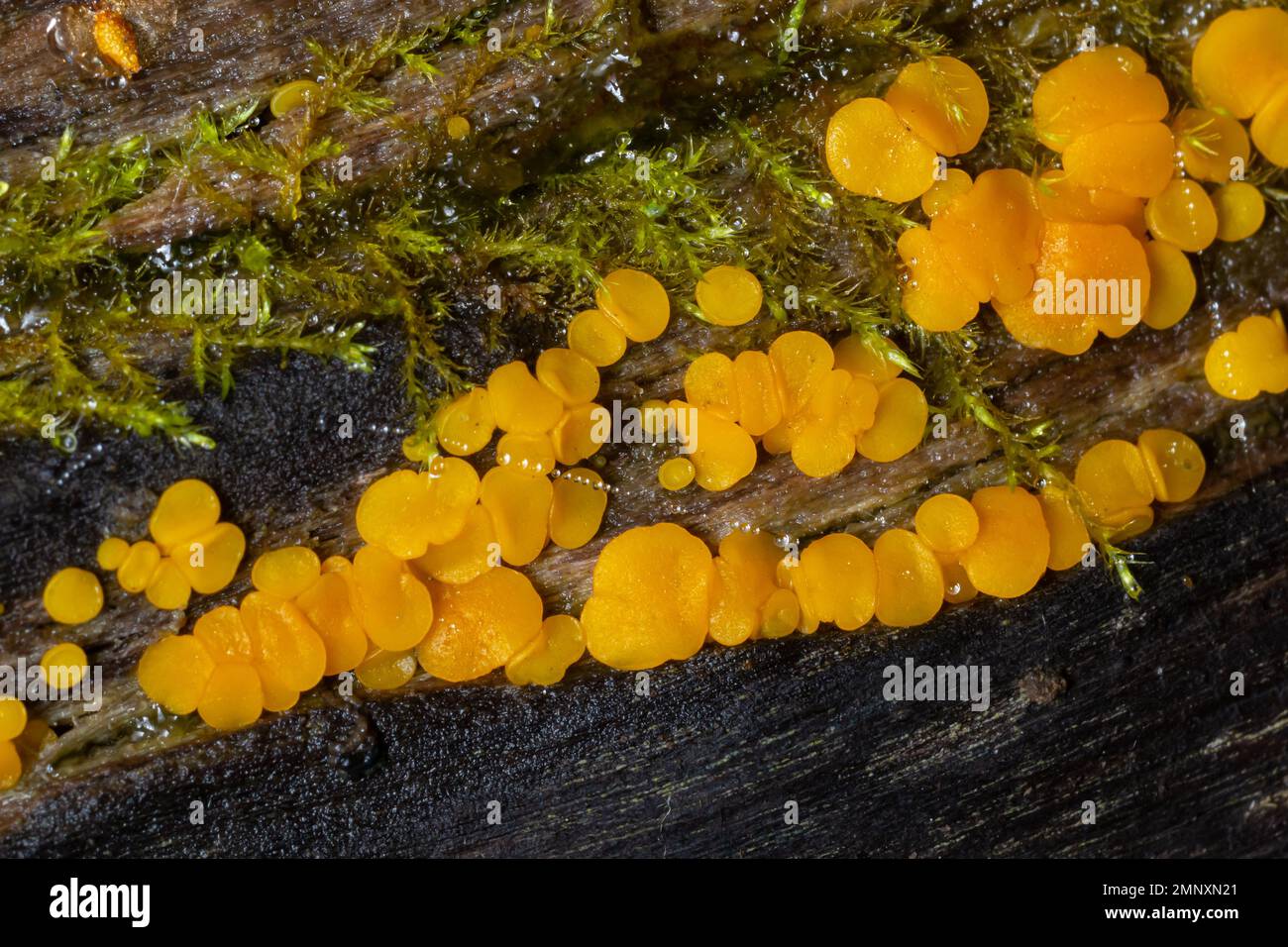 Sehr kleine pilzgelbe Feenbecher oder Zitronendiscos, Bisporella citrina, auf alter nasser Holzmakrostruktur, selektiver Fokus, flacher Freiheitsgrad. Stockfoto