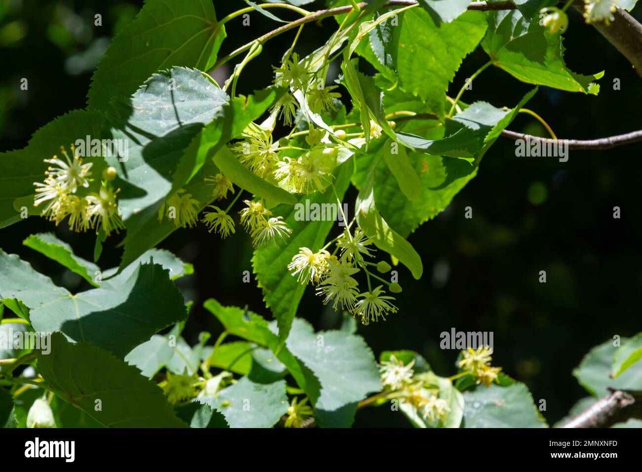 Lindengelbe Blüte des Tilia Cordata-Baumes Kleinblättrige Limette, kleine Blattlindenblüten oder kleinblättrige Lindenblüte, Banner Nahaufnahme. Botanik-Bloomi Stockfoto