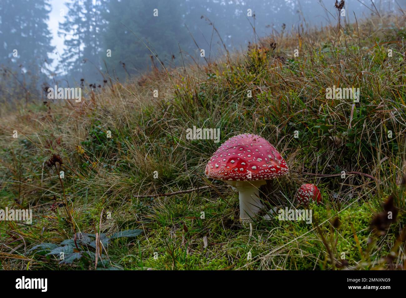 Amanita Muscaria, giftige Pilz. Bild ist im natürlichen Wald Hintergrund berücksichtigt. Stockfoto