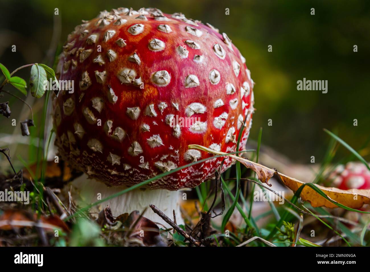 Nahaufnahme eines Amanita-Giftpilzes in der Natur. Amanita-Amanita-Muscaria-Pilze fliegen. Stockfoto