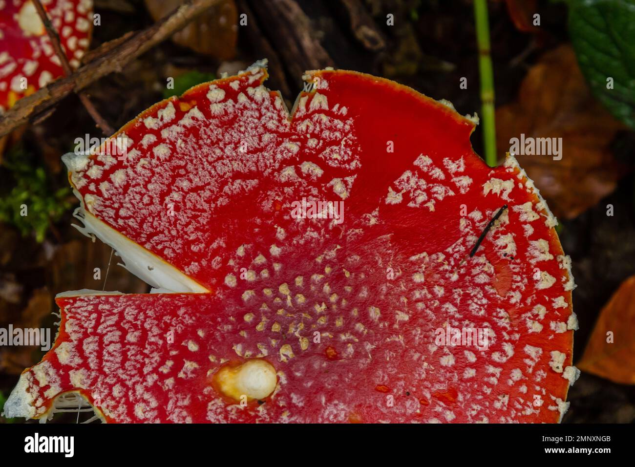 Red Wild Amanita Muscaria Pilz. Ein roter Amanita Muscaria Pilz, der in freier Wildbahn wächst. Stockfoto
