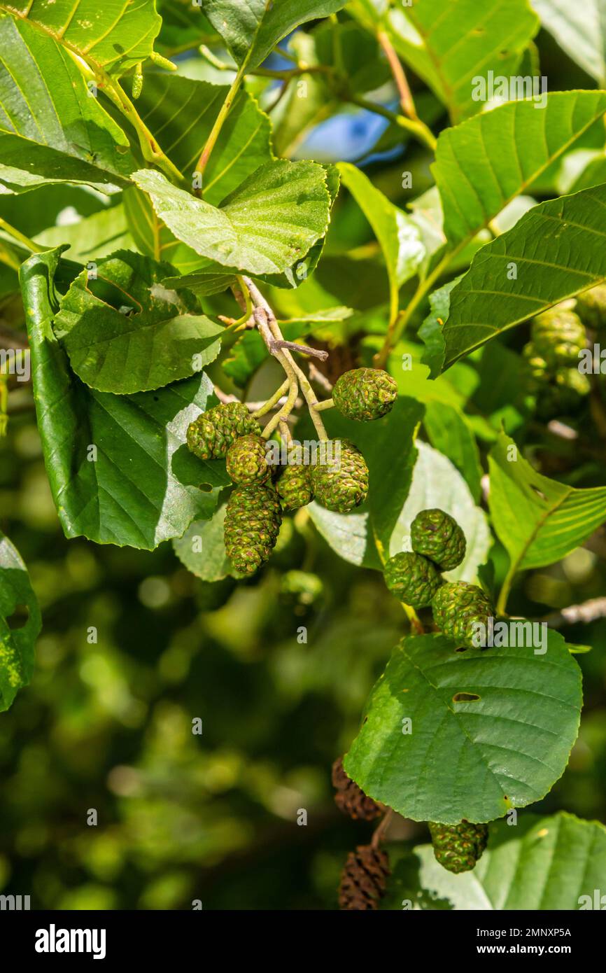 Ein Ast aus Erlenblättern und grünen Zapfen. Zweig von Alnus glutinosa, der Erle, der Erle im Frühling. Stockfoto