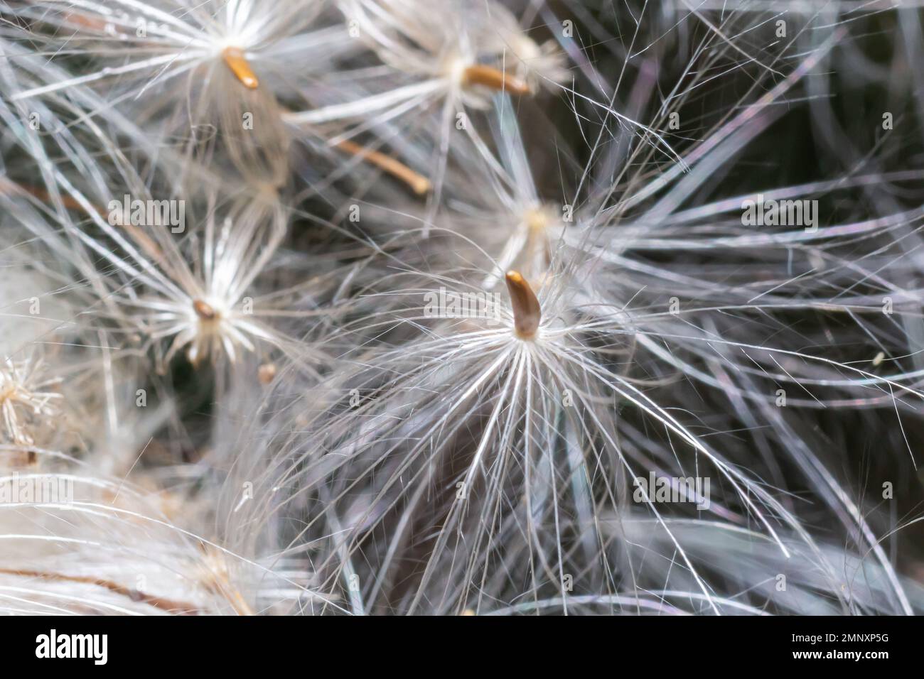 Löwenzahn bei Sonnenuntergang. Freiheit zu wünschen. Löwenzahn-Silhouette flauschige Blume am Sonnenuntergang. Makro-Nahaufnahme vordefinieren. Weichzeichner. Auf Wiedersehen Sommer. Stockfoto