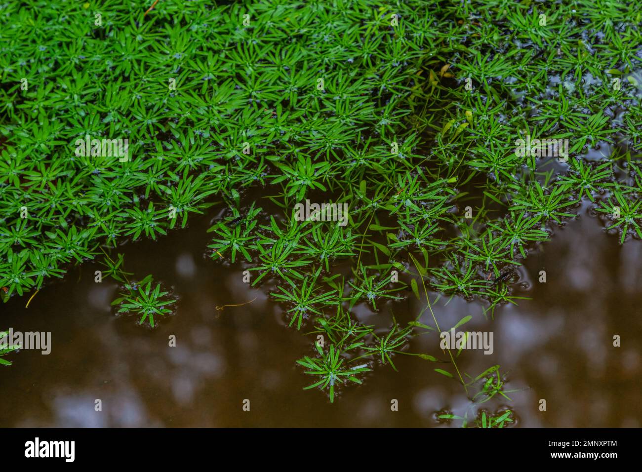 Callitriche palustris ist ein Sumpfgras. Unterwasserpflanzen mit schwimmenden Rosetten oder wachsen auf nassem Schlamm. Stockfoto