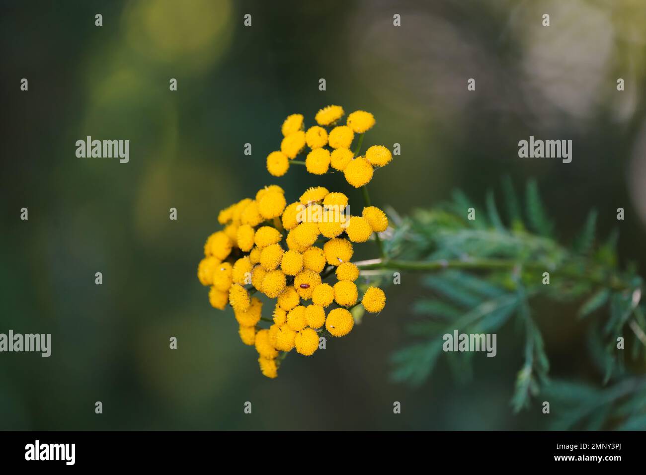 Fernleaf Yarrow, Achillea filipendulina. Gelbe Blüten der Pflanze aus der Nahaufnahme. Stockfoto