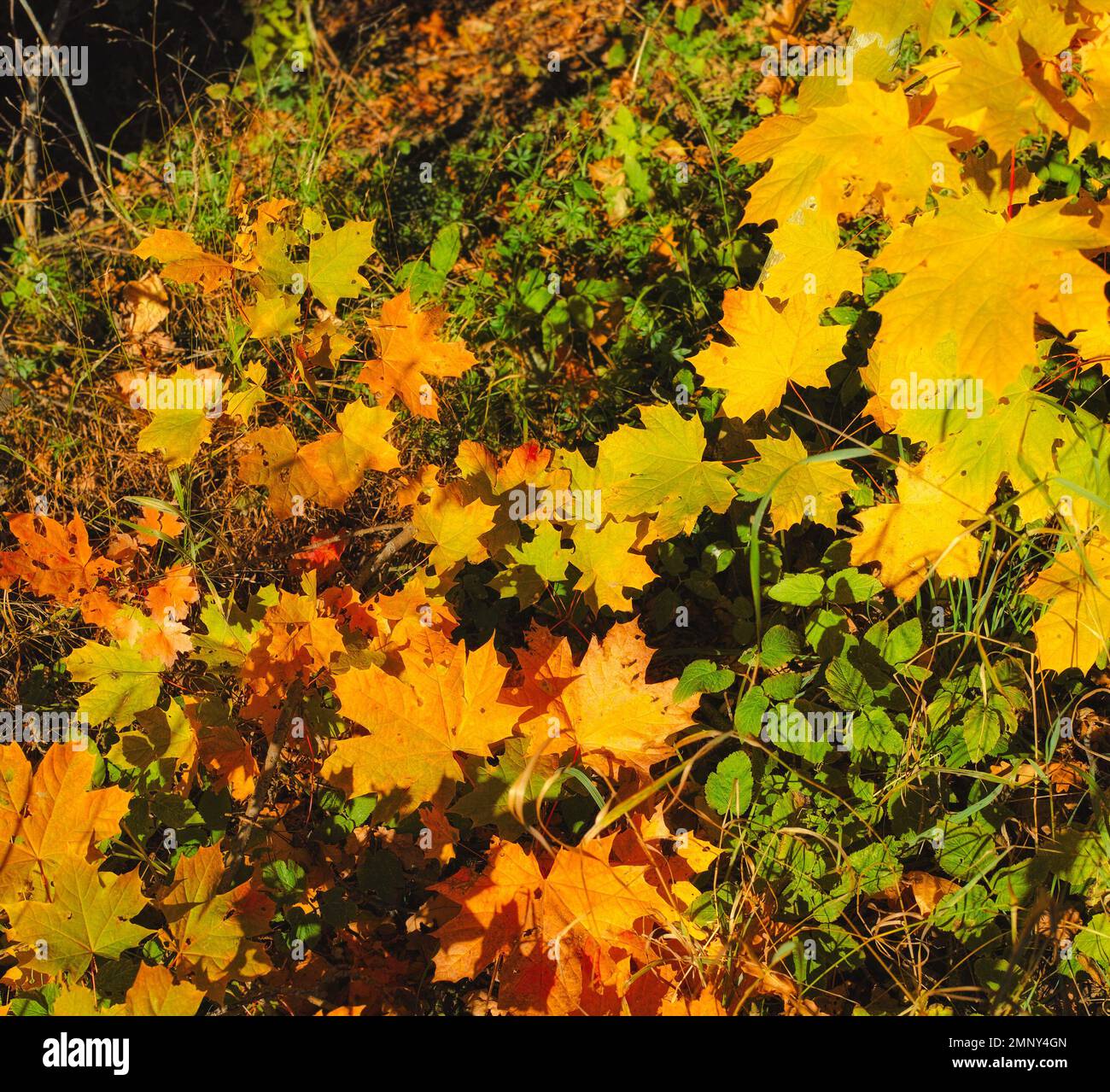 Die Schönheit des Herbstes. Wald und Landschaft in den Farben des Herbstes. Stockfoto