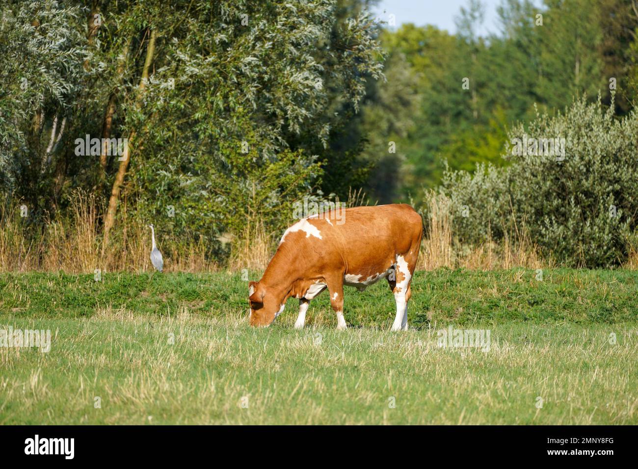 Braune Kuh auf der Wiese. Stockfoto