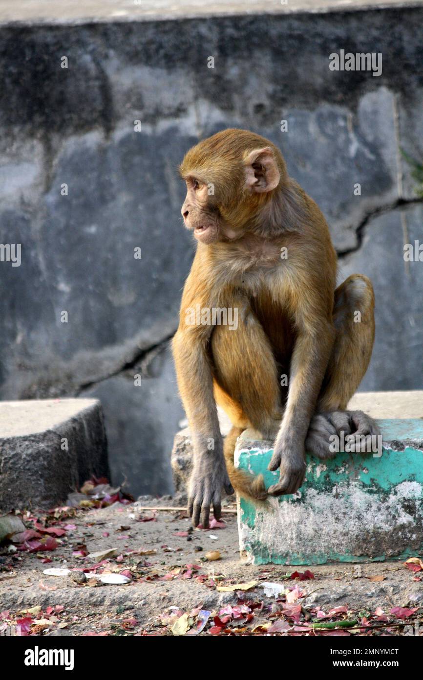 Juveniler Rhesus macaque (Macaca mulatta) in Ruhe : (Pix Sanjiv Shukla) Stockfoto