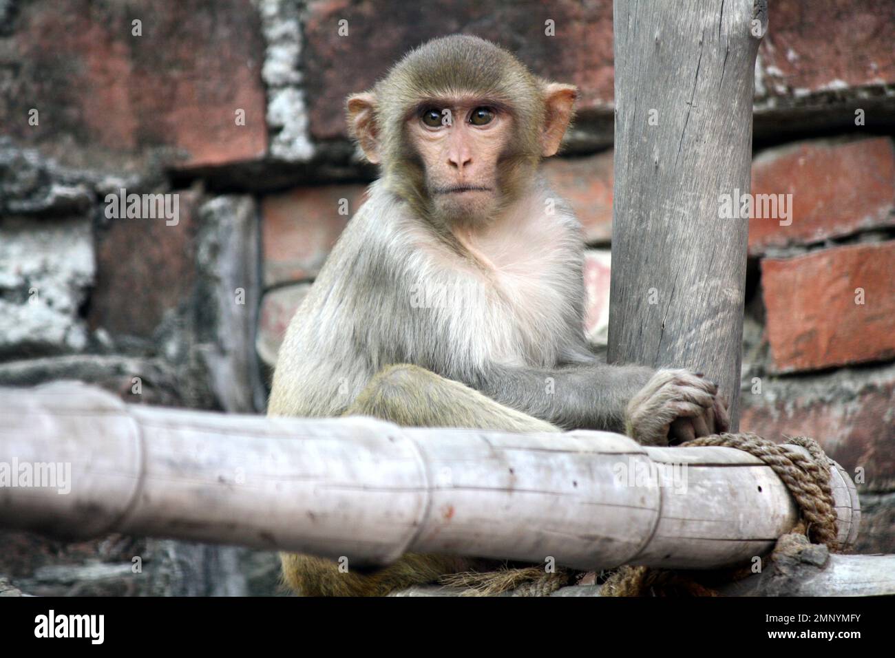 Juveniler Rhesus macaque (Macaca mulatta) in Ruhe : (Pix Sanjiv Shukla) Stockfoto