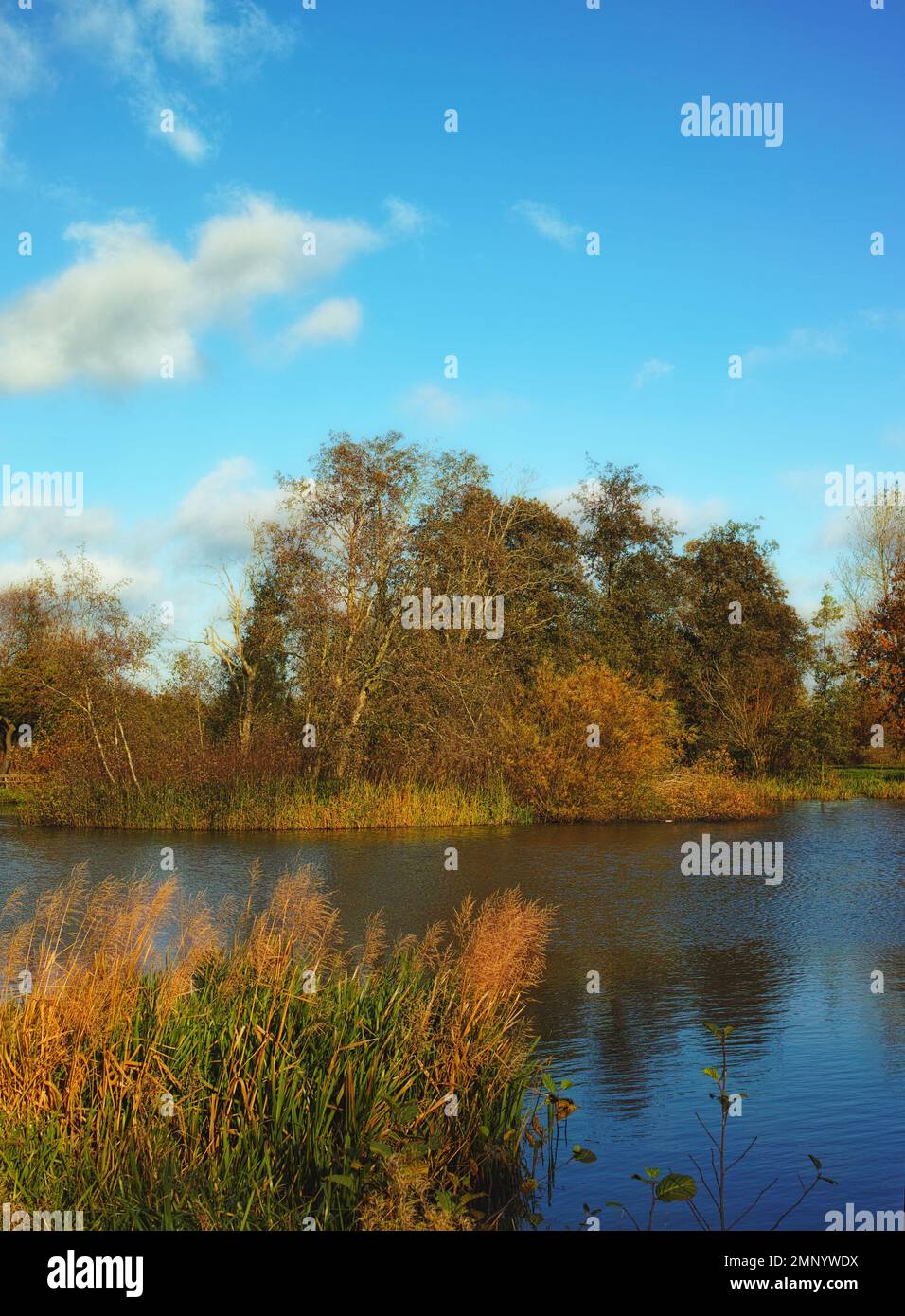 Die Schönheit des Herbstes. Wald und Landschaft in den Farben des Herbstes. Stockfoto