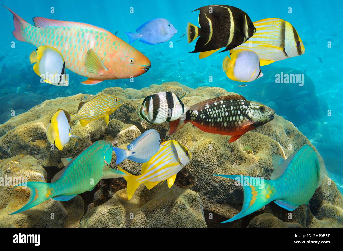 Verschiedene farbenfrohe tropische Fische unter Wasser im karibischen Meer mit Korallen Stockfoto