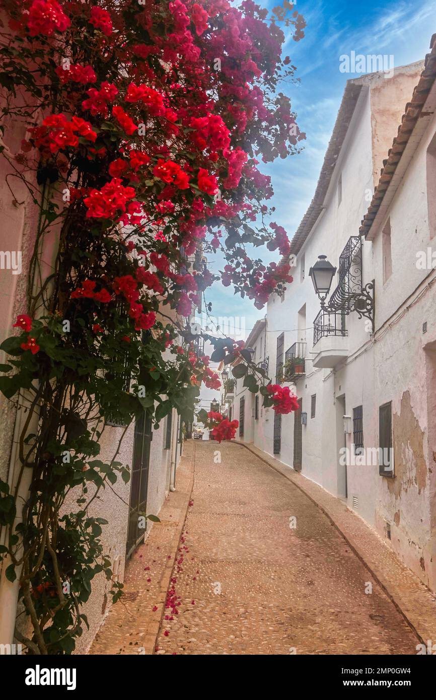 Blumen hängen vom Fenster in einer malerischen engen Straße mit weißen Häusern im Dorf Altea. Altea ist eine mediterrane Stadt in Valencian C. Stockfoto