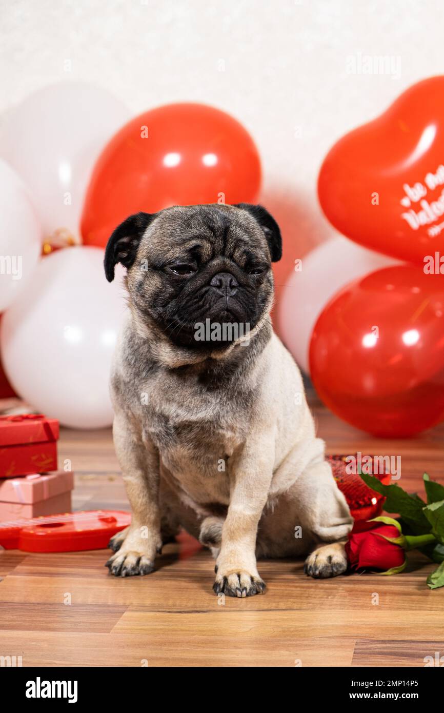 Ein trauriger Pug feiert allein den Valentinstag. Unerwiderte Liebe, eine Feier der Liebe und ein Hund. Stockfoto