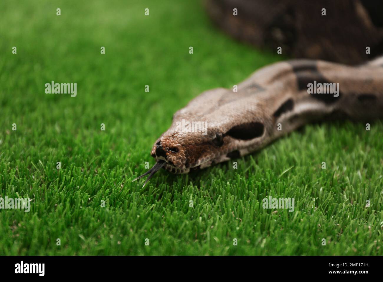 Braune Boa Constrictor auf grünem Gras im Freien Stockfoto