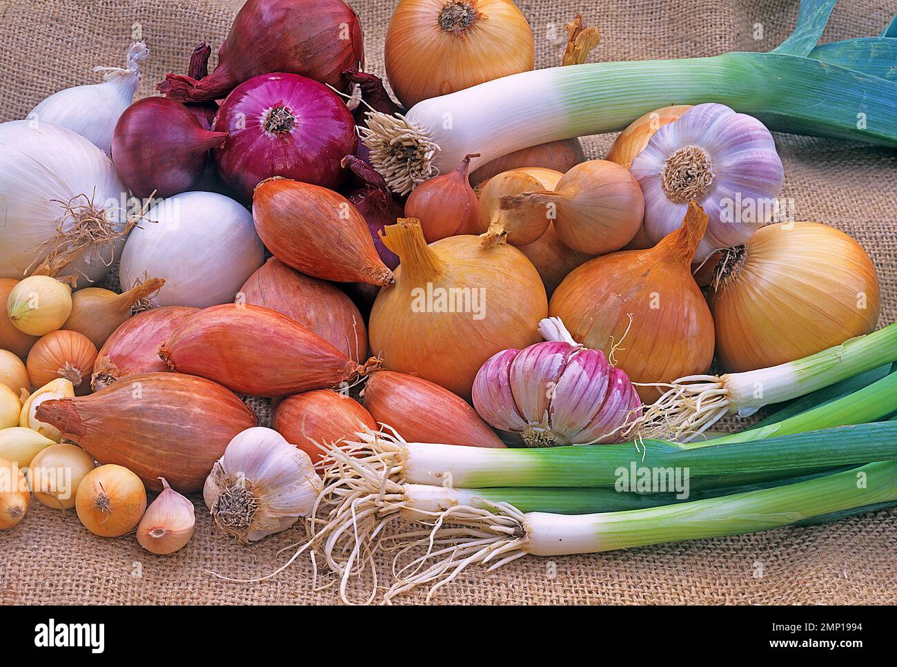 Stillleben: Knoblauch, Lauch und Zwiebeln in verschiedenen Formen, Größen und Farben. Stockfoto