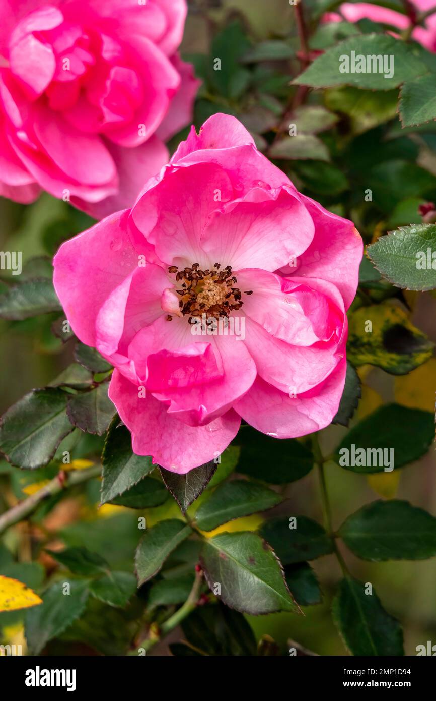 Rosafarbene Rosenblume auf einem Stiel mit Bokeh-Hintergrund. Rosenblumenbusch mit mehreren Knospen. Stockfoto