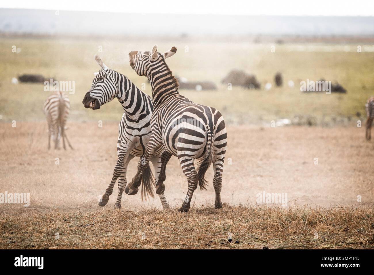 Eine staubige Schlacht. Masai Mara, Kenia: IN DEN AUGEN GLITZERNDE Bilder zeigen zwei Zebras in einer hitzigen Schlacht mit Hufen, wobei ein dreckiger Kämpfer aussieht, als würde er ihn benutzen Stockfoto