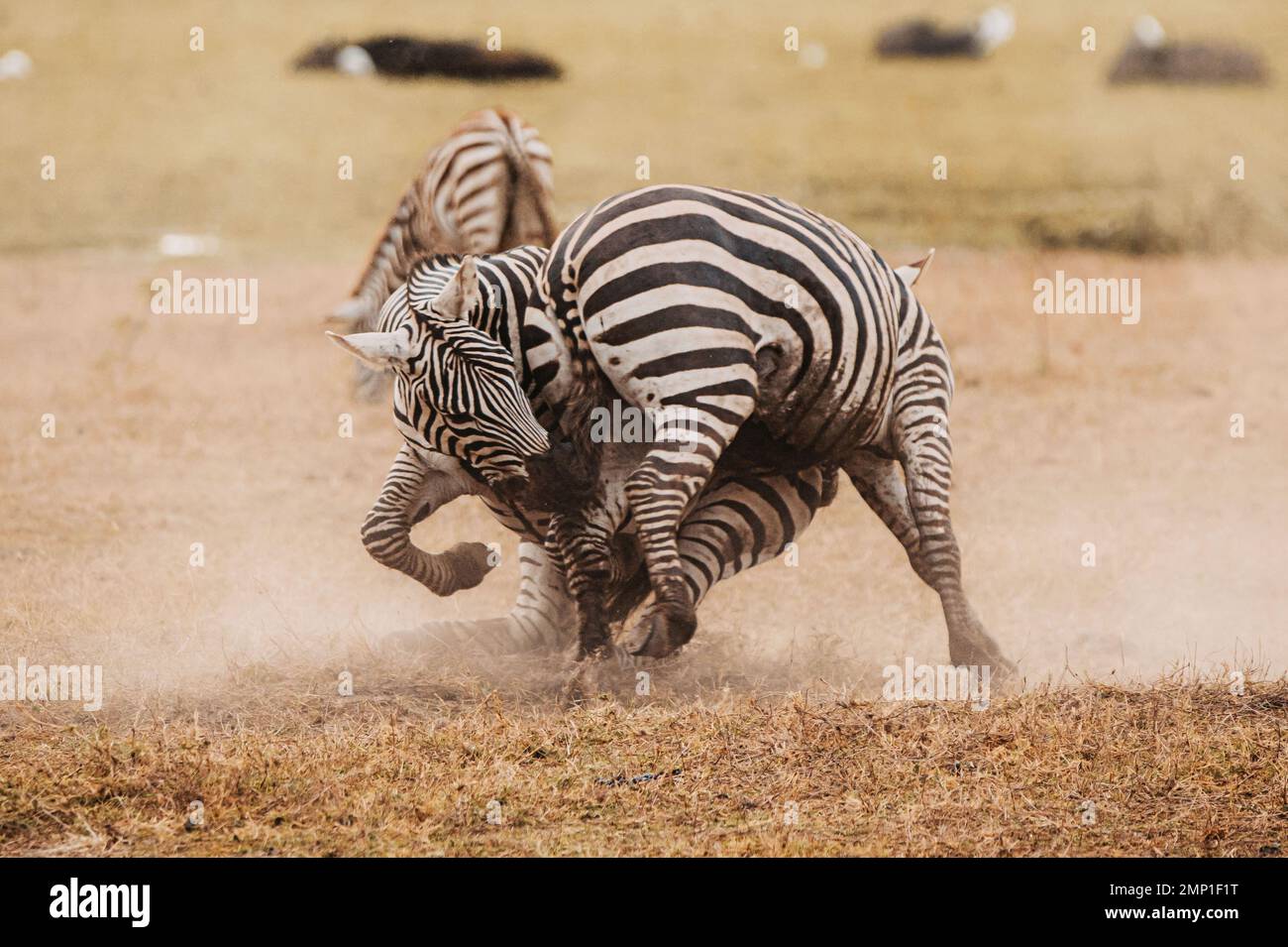 Ein dreckiger Ringkampf. Masai Mara, Kenia: IN DEN AUGEN GLITZERNDE Bilder zeigen zwei Zebras in einer hitzigen Schlacht mit Hufen, wobei ein dreckiger Kämpfer aussieht, als wäre er ein Vetter Stockfoto