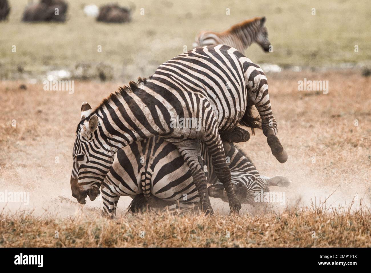 Seinen Gegner abknallen. Masai Mara, Kenia: IN DEN AUGEN GLITZERNDE Bilder zeigen zwei Zebras in einer hitzigen Schlacht mit Hufen, wobei ein dreckiger Kämpfer wie h aussieht Stockfoto