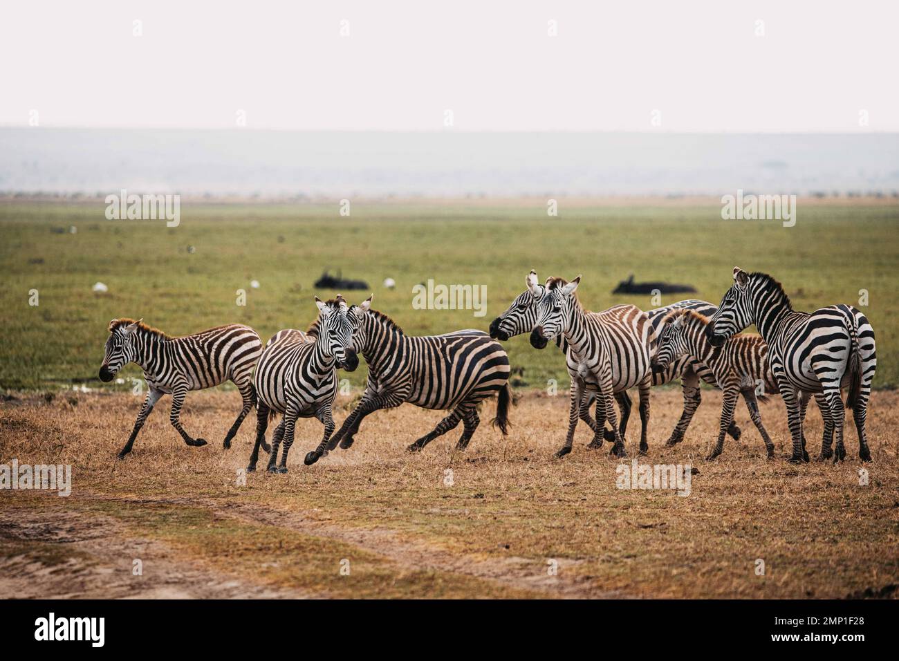 Ich bin geschlagen davongelaufen. Masai Mara, Kenia: AUGENBLICKLICHE Bilder zeigen zwei Zebras in einer hitzigen Schlacht mit Hufen und einem schmutzigen Kämpfer, der aussieht wie ich Stockfoto